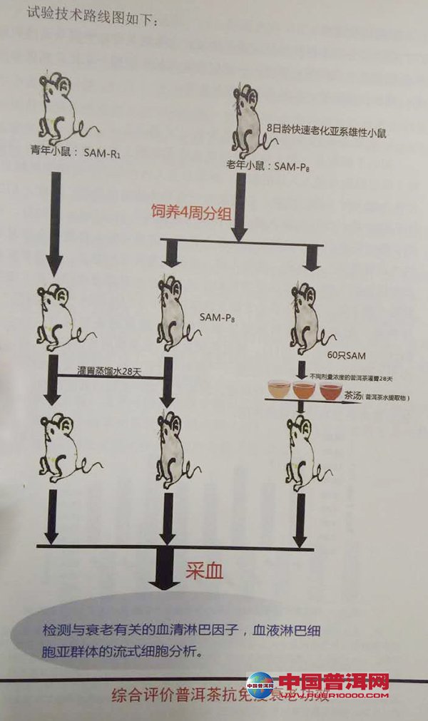 普洱茶