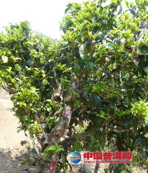 <u><a href='http://www.puer10000.com/puerzhishi/32854.html' target='_blank'>普洱茶</a></u>