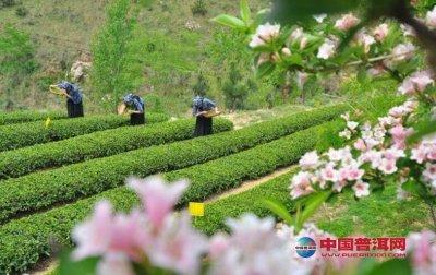 中国茶叶生产加工和对外传播的