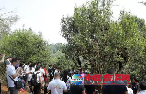 <u><a href='http://www.puer10000.com/puerzhishi/32854.html' target='_blank'>普洱茶</a></u>
