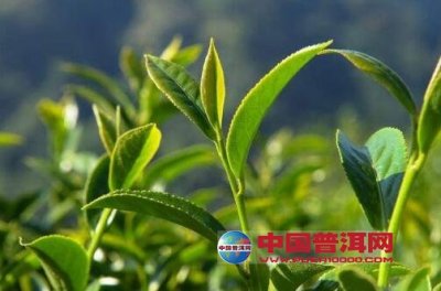 中国茶叶的“黄金时代”就在今