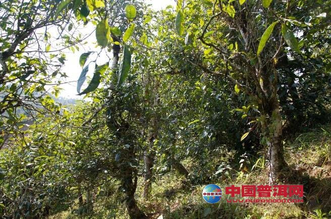 <u><a href='http://www.puer10000.com/puerzhishi/32854.html' target='_blank'>普洱<u><a href='http://www.puer10000.com/puerzhishi/100997.html' target='_blank'>茶</a></u></a></u>