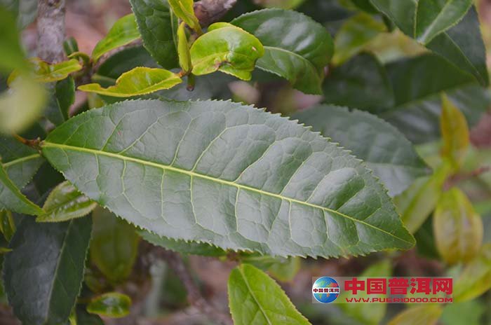 普洱茶
