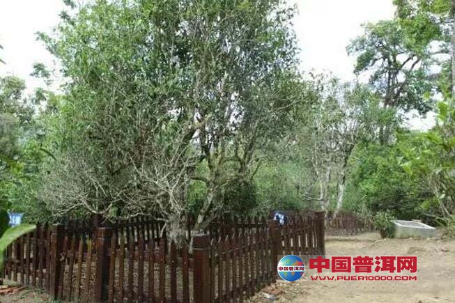 <u><a href='http://www.puer10000.com/puerzhishi/32854.html' target='_blank'>普洱茶</a></u>
