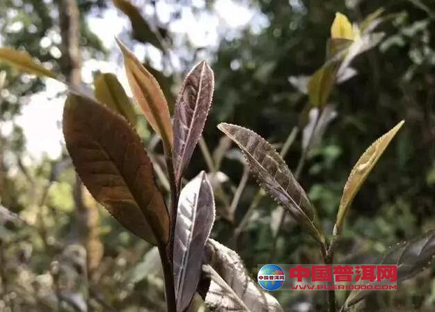 普洱茶