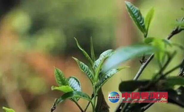 <u><a href='http://www.puer10000.com/puerzhishi/32854.html' target='_blank'>ն</a></u>