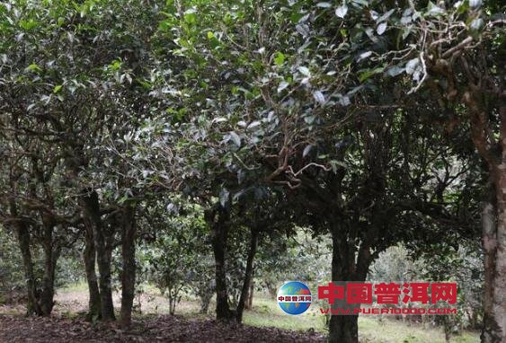 <u><a href='http://www.puer10000.com/puerzhishi/32854.html' target='_blank'>普洱<u><a href='http://www.puer10000.com/puerzhishi/100997.html' target='_blank'>茶</a></u></a></u>