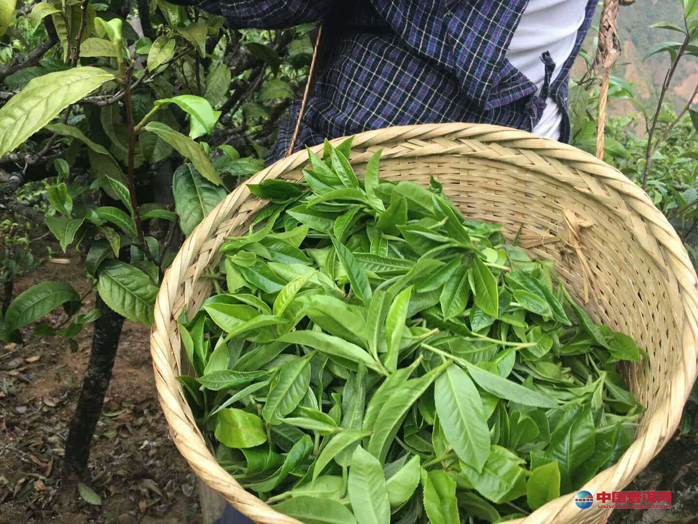 普洱茶