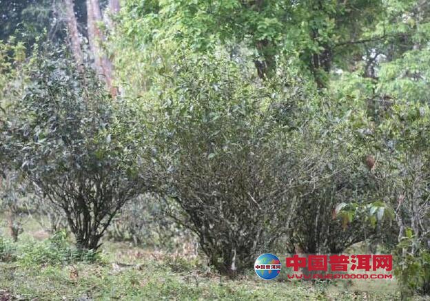 普洱茶
