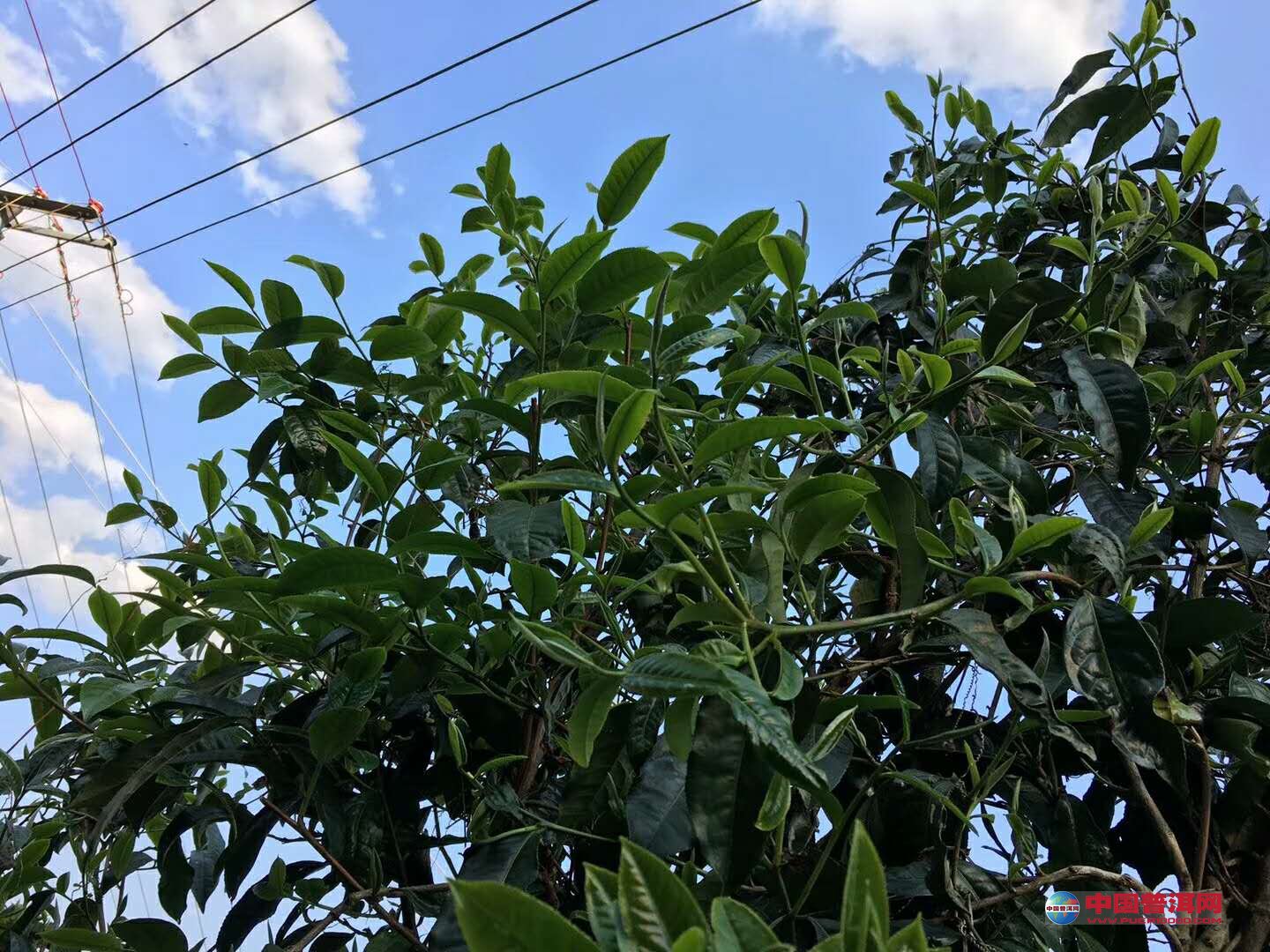 茶树