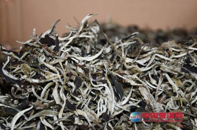 安吉茶农王称兴开始研制白茶酒