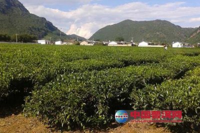 茶叶加工机械化示范项目在瑜山