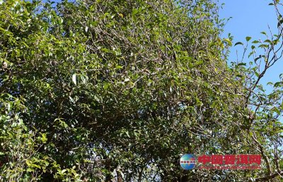 普洱茶树：生态古茶树