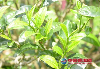 普洱茶树：小茶树