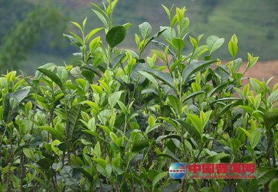 传统工艺乌龙茶注重表现茶叶的