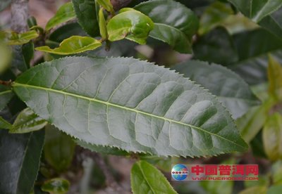 云南普洱茶有大叶种和小叶种之