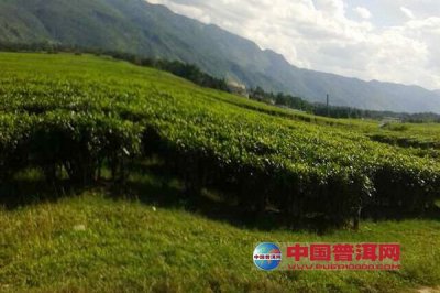 梅州茶叶今年上市春茶预计达37