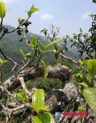 <b>ḻԴ</b>