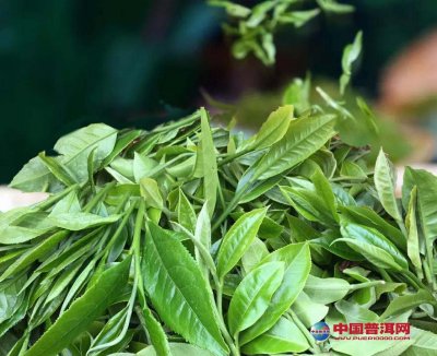 中国茶叶如何对外传播呢？