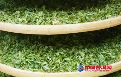 晒青茶工艺特点与普洱茶品质形
