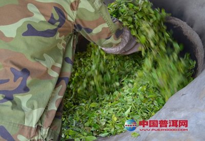 普洱茶工艺流程新技能揭秘