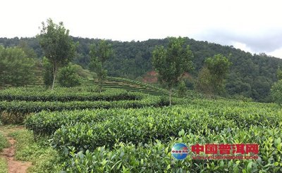 “中国产茶第一县”福建安溪茶