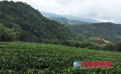 沿河县建成生态茶园18.43万亩