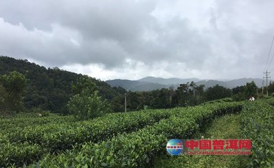 云南：永平生态茶成支柱产业