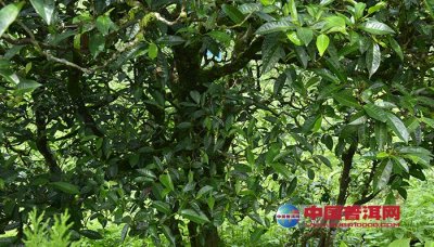 什么是普洱茶树的持嫩性？持嫩