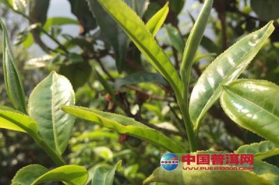 茶树病虫害的发生与防治技术