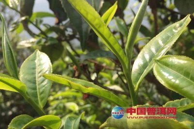 裬δ֮