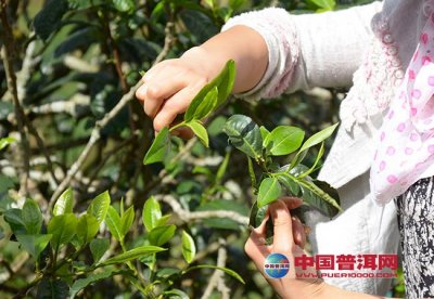 低产茶园茶树的嫁接换种技术介