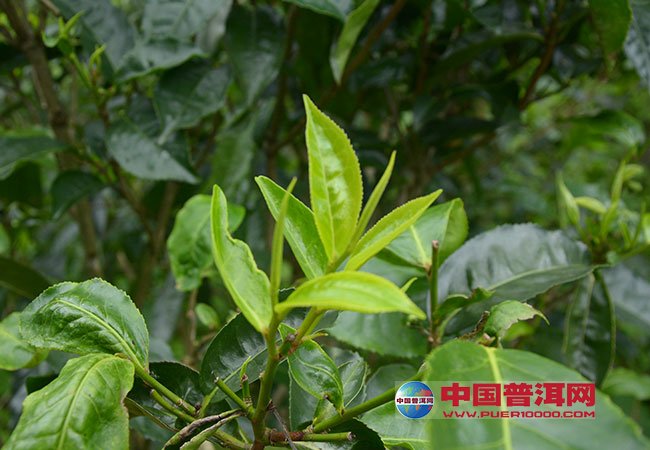 <u><a href='http://www.puer10000.com/puerzhishi/32854.html' target='_blank'>普洱<u><a href='http://www.puer10000.com/puerzhishi/100997.html' target='_blank'>茶</a></u></a></u>