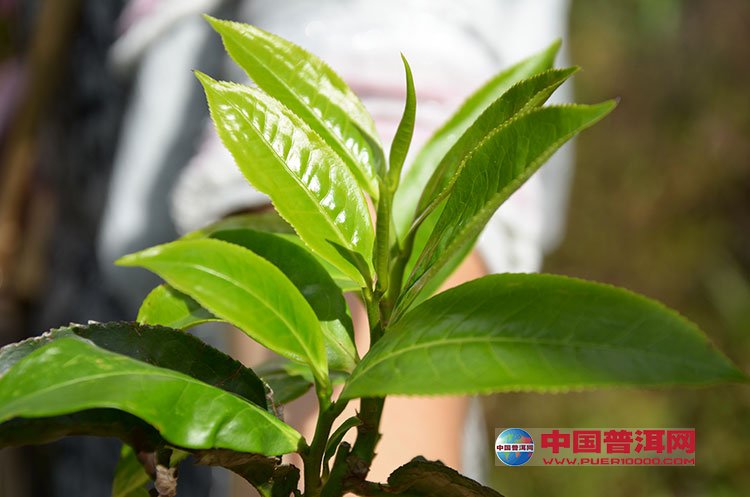 <u><a href='http://www.puer10000.com/puerzhishi/32854.html' target='_blank'>普洱<u><a href='http://www.puer10000.com/puerzhishi/100997.html' target='_blank'>茶</a></u></a></u>
