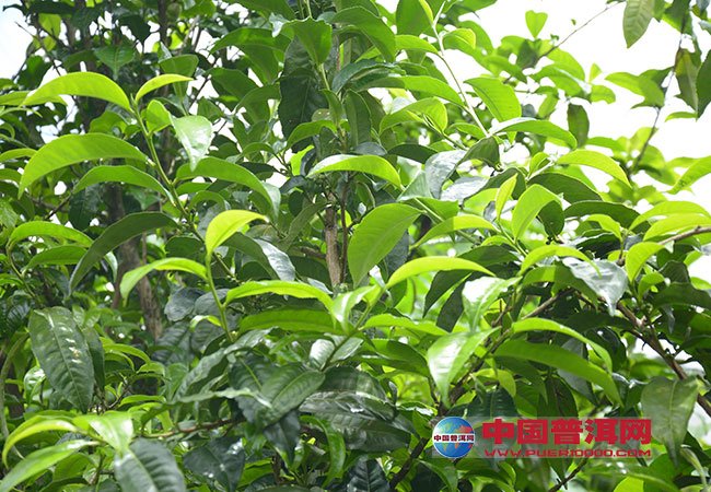 <u><a href='http://www.puer10000.com/puerzhishi/32854.html' target='_blank'>普洱<u><a href='http://www.puer10000.com/puerzhishi/100997.html' target='_blank'>茶</a></u></a></u>