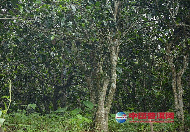 <u><a href='http://www.puer10000.com/puerzhishi/32854.html' target='_blank'>普洱<u><a href='http://www.puer10000.com/puerzhishi/100997.html' target='_blank'>茶</a></u></a></u>