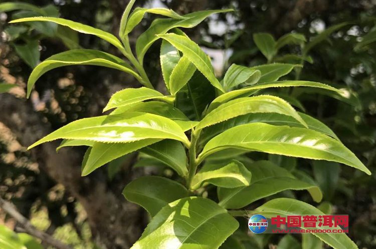 <u><a href='http://www.puer10000.com/puerzhishi/32854.html' target='_blank'>普洱<u><a href='http://www.puer10000.com/puerzhishi/100997.html' target='_blank'>茶</a></u></a></u>