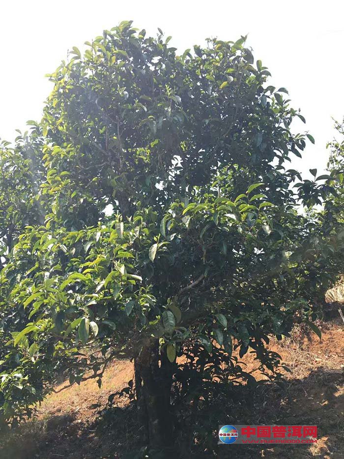 普洱茶