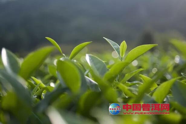 普洱茶