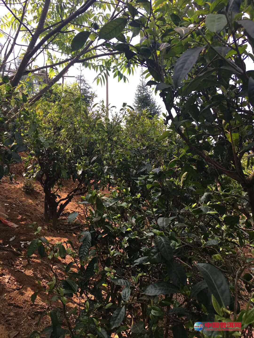 普洱茶