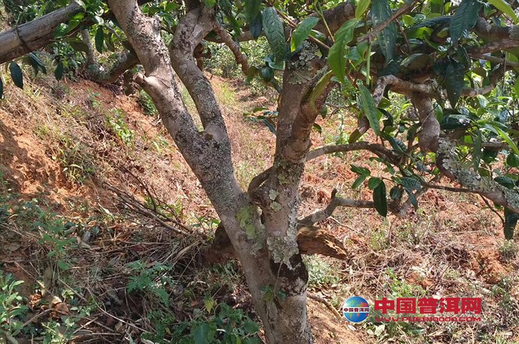普洱茶