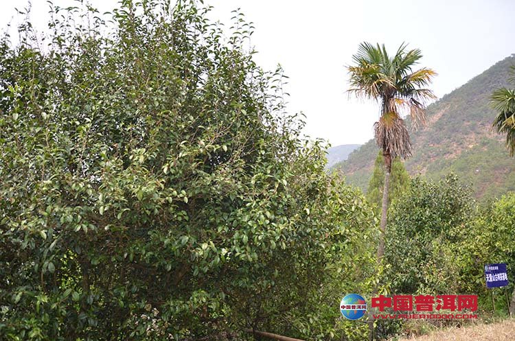 <u><a href='http://www.puer10000.com/puerzhishi/32854.html' target='_blank'>普洱<u><a href='http://www.puer10000.com/puerzhishi/100997.html' target='_blank'>茶</a></u></a></u>