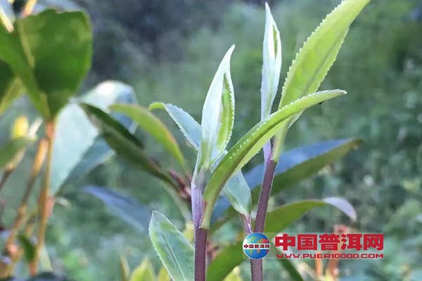 <u><a href='http://www.puer10000.com/puerzhishi/32854.html' target='_blank'>ն<u><a href='http://www.puer10000.com/puerzhishi/100997.html' target='_blank'></a></u></a></u>
