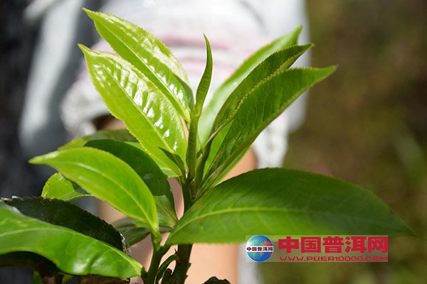 <u><a href='http://www.puer10000.com/puerzhishi/32854.html' target='_blank'>ն<u><a href='http://www.puer10000.com/puerzhishi/100997.html' target='_blank'></a></u></a></u>