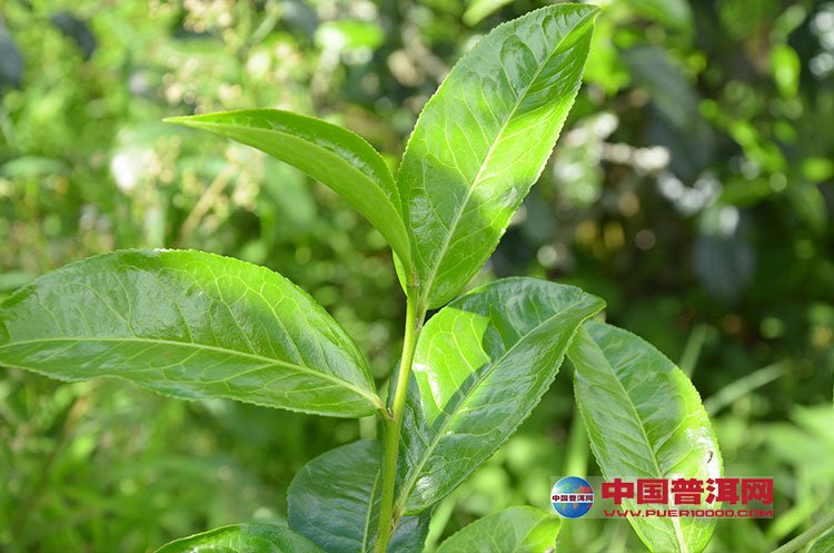 <u><a href='http://www.puer10000.com/puerzhishi/32854.html' target='_blank'>ն<u><a href='http://www.puer10000.com/puerzhishi/100997.html' target='_blank'></a></u></a></u>
