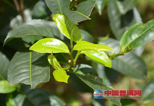 <u><a href='http://www.puer10000.com/puerzhishi/32854.html' target='_blank'>普洱<u><a href='http://www.puer10000.com/puerzhishi/100997.html' target='_blank'>茶</a></u></a></u>