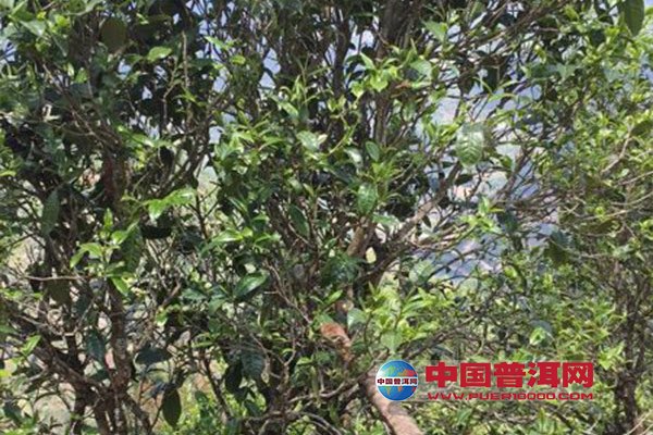 <u><a href='http://www.puer10000.com/puerzhishi/32854.html' target='_blank'>普洱<u><a href='http://www.puer10000.com/puerzhishi/100997.html' target='_blank'>茶</a></u></a></u>