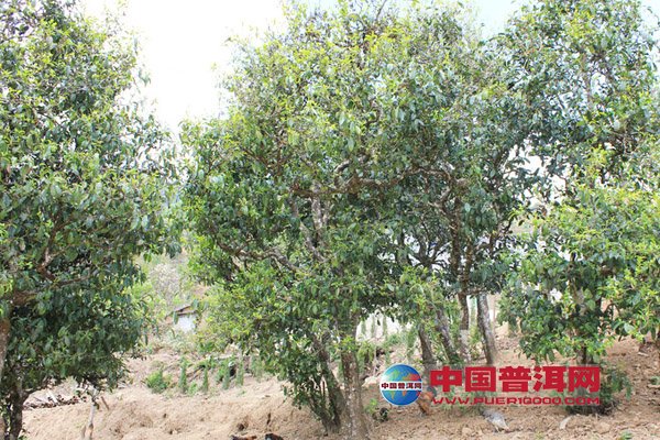 <u><a href='http://www.puer10000.com/puerzhishi/32854.html' target='_blank'>普洱<u><a href='http://www.puer10000.com/puerzhishi/100997.html' target='_blank'>茶</a></u></a></u>