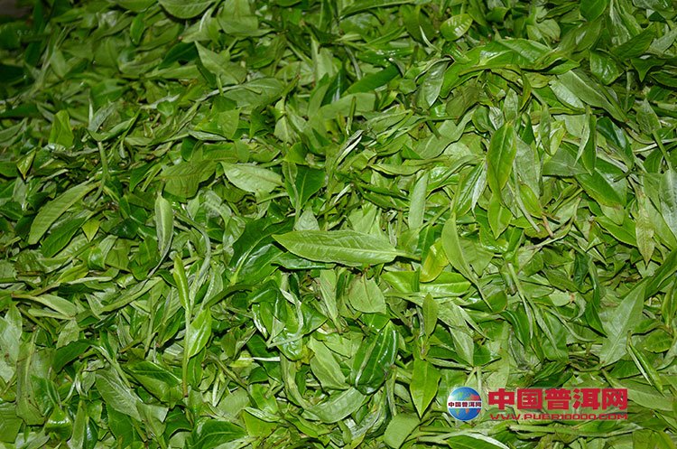 <u><a href='http://www.puer10000.com/puerzhishi/32854.html' target='_blank'>普洱<u><a href='http://www.puer10000.com/puerzhishi/100997.html' target='_blank'>茶</a></u></a></u>