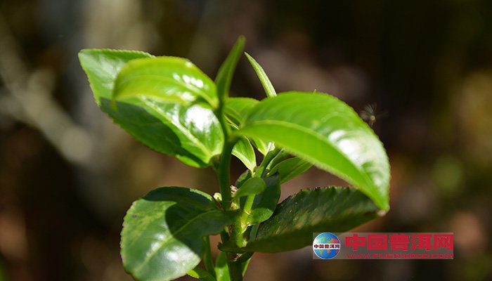 <u><a href='http://www.puer10000.com/puerzhishi/32854.html' target='_blank'>普洱<u><a href='http://www.puer10000.com/puerzhishi/100997.html' target='_blank'>茶</a></u></a></u>